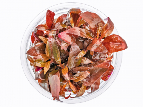 Rotes mini Papageienblatt - Alternanthera reineckii 'Mini' in vitro